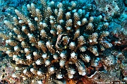 Acropora gemmifera scle Maldives Lankan Manta-20m-20240422-da-DSC_5758_tn